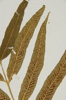 南海鐵角蕨藏品圖，第3張