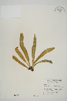 叢葉鐵角蕨藏品圖，第1張