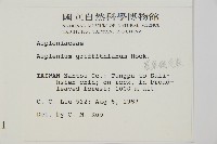 叢葉鐵角蕨藏品圖，第5張