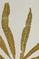 叢葉鐵角蕨藏品圖，第7張