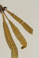 叢葉鐵角蕨藏品圖，第8張