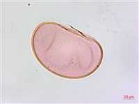 叢葉鐵角蕨藏品圖，第4張