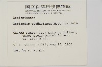 鱗柄鐵角蕨藏品圖，第2張