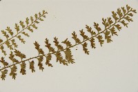 鱗柄鐵角蕨藏品圖，第3張