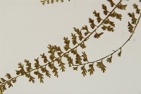 鱗柄鐵角蕨藏品圖，第4張