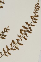 鱗柄鐵角蕨藏品圖，第3張