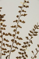 鱗柄鐵角蕨藏品圖，第4張