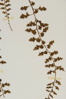 鱗柄鐵角蕨藏品圖，第5張