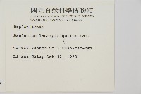 大羽鐵角蕨藏品圖，第2張