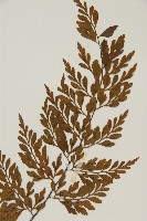 大羽鐵角蕨藏品圖，第3張