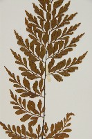 大羽鐵角蕨藏品圖，第4張