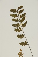 裂葉鐵角蕨藏品圖，第3張