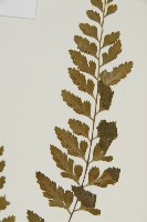 裂葉鐵角蕨藏品圖，第4張