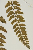 裂葉鐵角蕨藏品圖，第5張