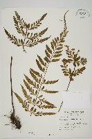 裂葉鐵角蕨藏品圖，第1張