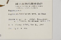 裂葉鐵角蕨藏品圖，第2張