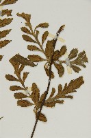 裂葉鐵角蕨藏品圖，第3張