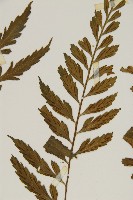 裂葉鐵角蕨藏品圖，第4張