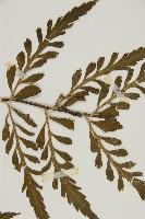 裂葉鐵角蕨藏品圖，第5張