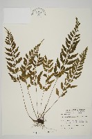 裂葉鐵角蕨藏品圖，第1張