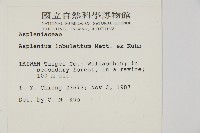 裂葉鐵角蕨藏品圖，第2張