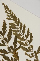 裂葉鐵角蕨藏品圖，第3張