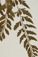 裂葉鐵角蕨藏品圖，第5張