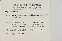 大黑柄鐵角蕨、黃鱗鐵角蕨、大羽鐵角蕨藏品圖，第2張