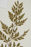 大黑柄鐵角蕨、黃鱗鐵角蕨、大羽鐵角蕨藏品圖，第3張