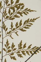 大黑柄鐵角蕨、黃鱗鐵角蕨、大羽鐵角蕨藏品圖，第4張