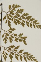 大黑柄鐵角蕨、黃鱗鐵角蕨、大羽鐵角蕨藏品圖，第5張