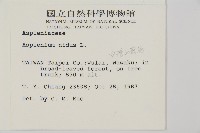 臺灣山蘇花藏品圖，第2張