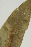 臺灣山蘇花藏品圖，第3張