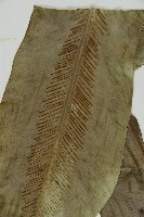 臺灣山蘇花藏品圖，第4張