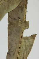 臺灣山蘇花藏品圖，第5張