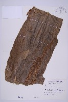 臺灣山蘇花藏品圖，第1張