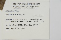 臺灣山蘇花藏品圖，第2張