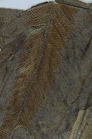 臺灣山蘇花藏品圖，第3張