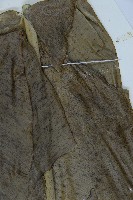 臺灣山蘇花藏品圖，第4張