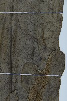 臺灣山蘇花藏品圖，第5張