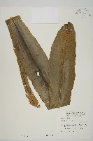 臺灣山蘇花藏品圖，第1張