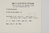 臺灣山蘇花藏品圖，第2張