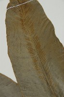 臺灣山蘇花藏品圖，第3張