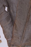 臺灣山蘇花藏品圖，第4張