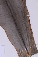 臺灣山蘇花藏品圖，第5張