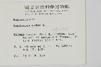 臺灣山蘇花藏品圖，第2張