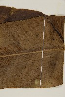 臺灣山蘇花藏品圖，第5張