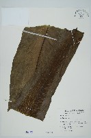 臺灣山蘇花藏品圖，第1張