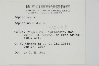 臺灣山蘇花藏品圖，第2張