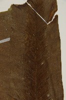 臺灣山蘇花藏品圖，第3張